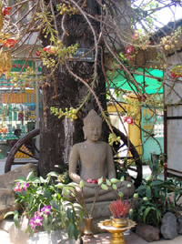 2006 Budha unter Kanonenkugelbaum