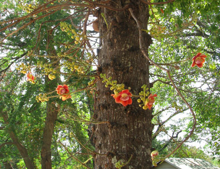 Kanonenkugelbaum