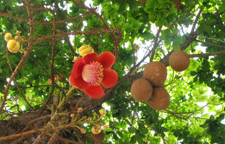 Kanonenkugelbaum mit Kanonenkugeln