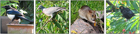 Elster, Taube, Ratte, Amsel