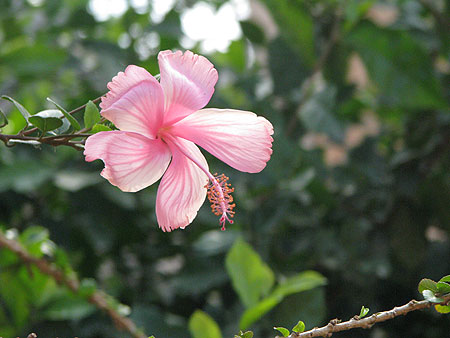 Hibiskus