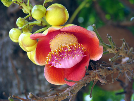 Blüte des Kanonenkugelbaums