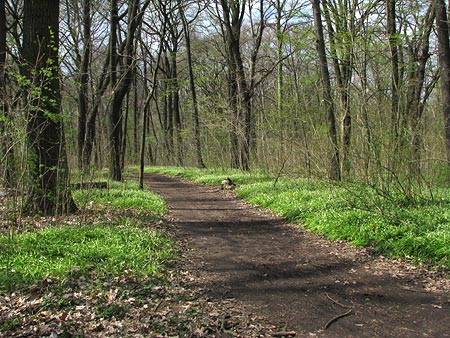 im Plänterwald