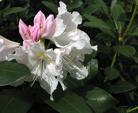 Rhododendron