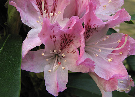 Rhododendron