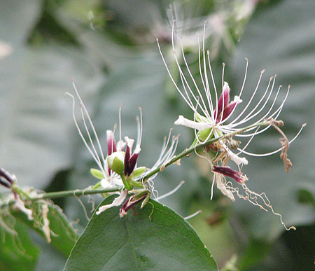 elegante Blüte