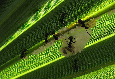 Ameisen auf Palmblatt