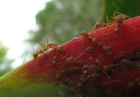 Ameisen auf Heliconia