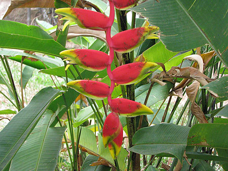 Heliconia rostrata