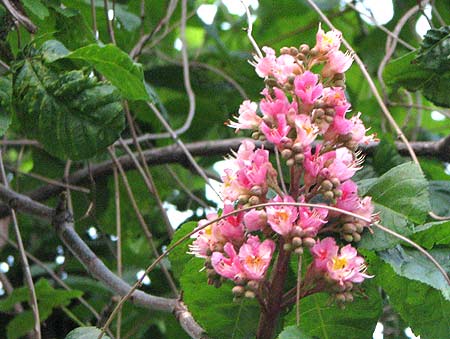 rote Kastanienblüte