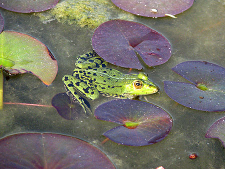 Frosch im Seerosenteich