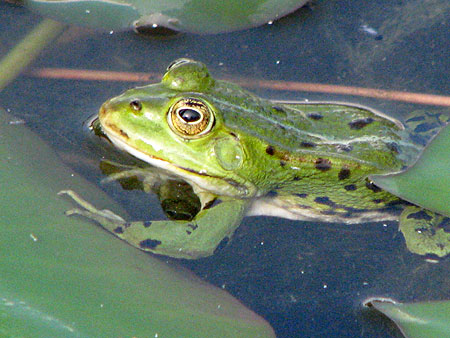 Frosch