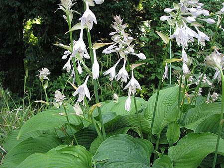 Hosta