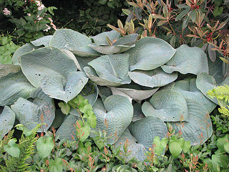 Hosta