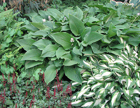 Hosta