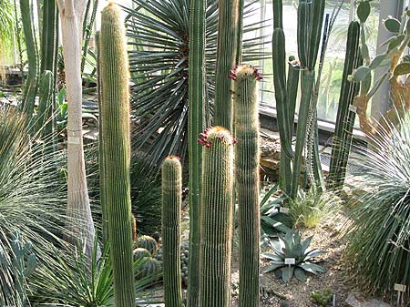 Kakteenhaus im botanischen Garten Berlin