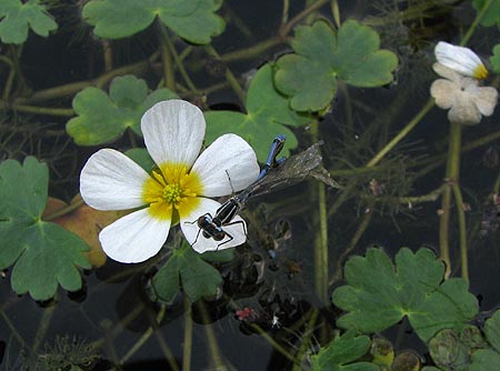 Libelle, gerade geschlüpft