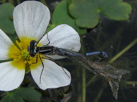 Libelle