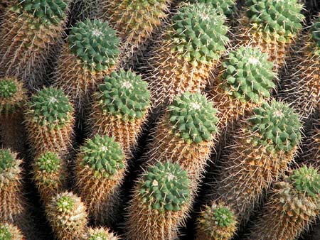 Mammilaria Compressa