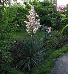 yucca gloriosa