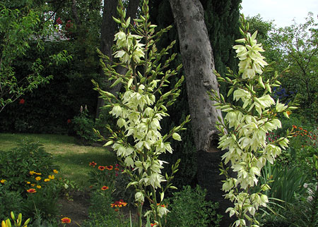 Agave, Yucca Gloriosa