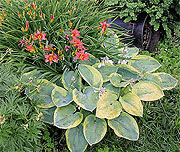 Hosta im verwilderten Umfeld