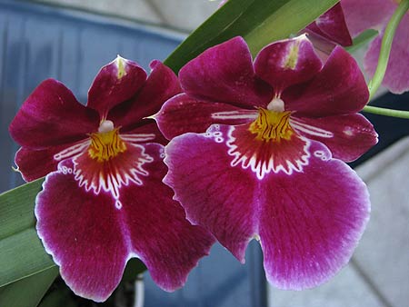 orchidaceae-miltoniopsis.jpg