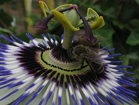 Passiflora caerulea