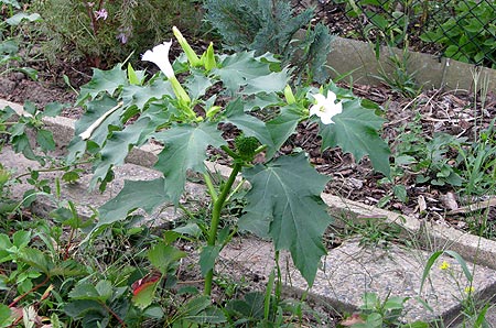 Stechapfel - Datura stramonium