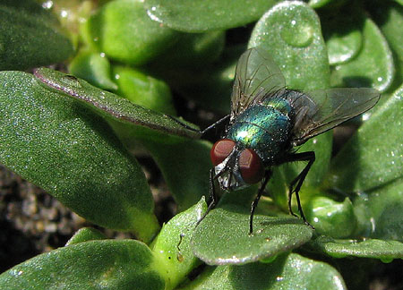 Fliege - mit dem Makro groß erwischt