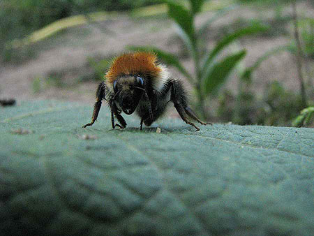 Hummel