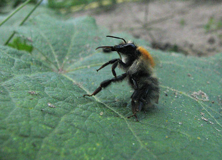 Hummel putzt sich den Rüssel