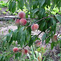 Pfirsichbaum