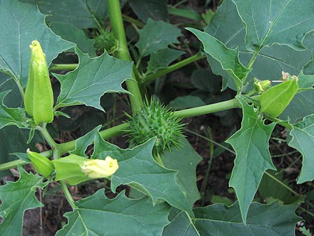 Stechapfel - Datura stramonium