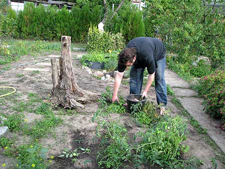 Tomatenenfernung