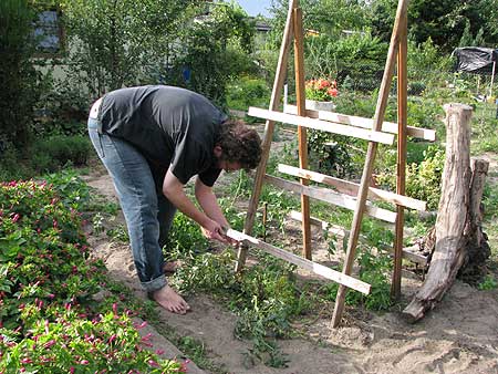 Tomatenkletterhilfe kommt weg