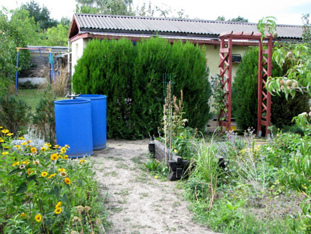 vor der Thuja-Entfernung