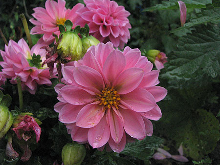 Dahlie