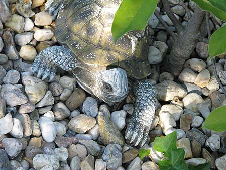 Kiesbeet mit Schildkröte