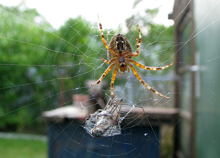 Spinne mit Beute