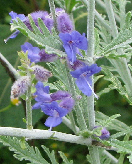 Blaurauten Blüte