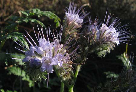 Phacelia