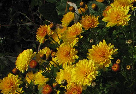 Chrysanthemen