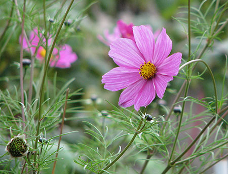 Cosmea - Schmuckkörbchen