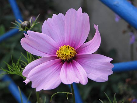 Cosmea