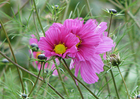 Cosmea - Schmuckkörbchen