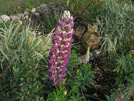 Lupine