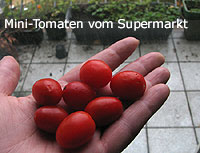 Mini-Tomaten