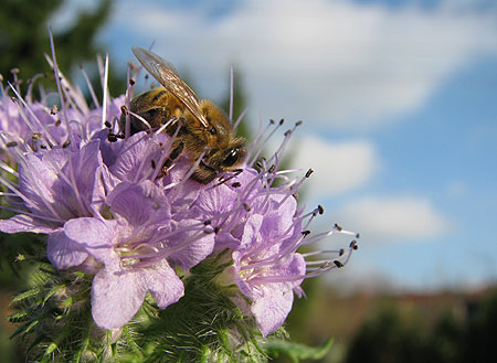 Biene auf Phacelia