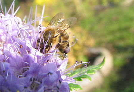 Novemberbiene auf Phacelia